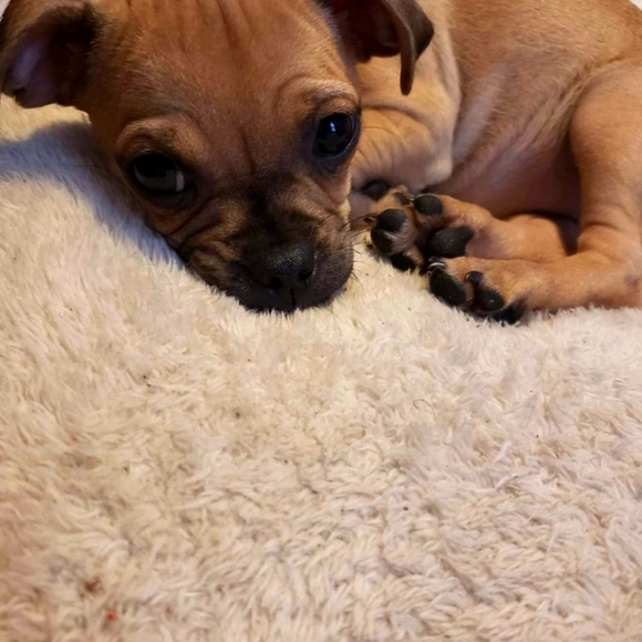 Meet your Posher, Kelly - Picture 3 of 4